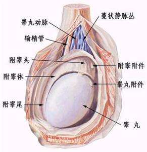 關(guān)于男性睪丸縮小的原因，深度解析與正確認(rèn)知，男性睪丸縮小成因解析，深度探討與正確認(rèn)識（非色情內(nèi)容）