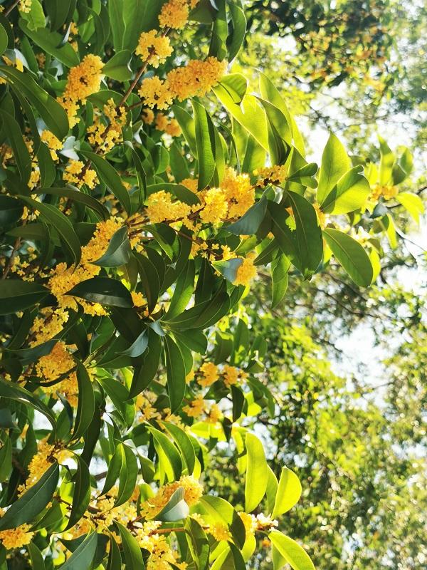 上海植物園圖片，探索自然之美的視覺(jué)盛宴，上海植物園，自然之美的視覺(jué)盛宴探索