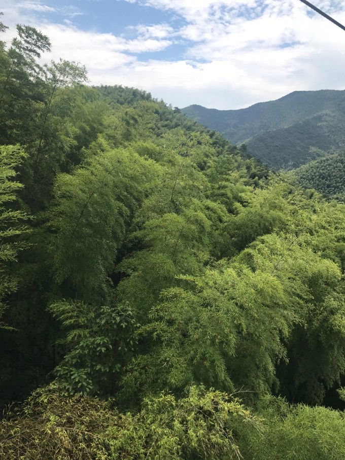 天目湖南山竹海的魅力與SEO優(yōu)化攻略，天目湖南山竹海魅力與SEO優(yōu)化攻略解析