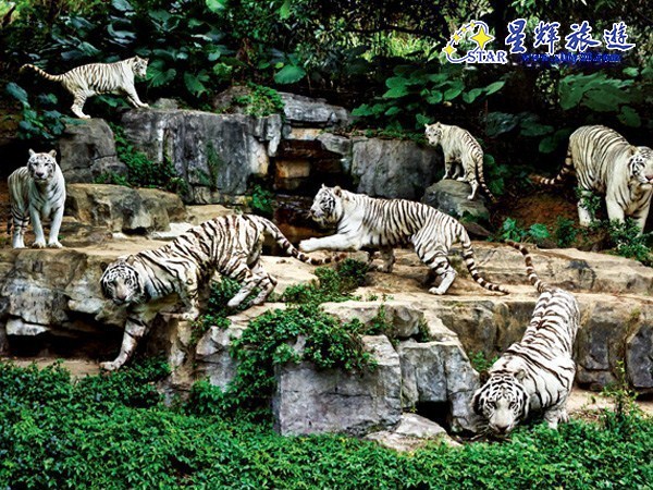 香江動(dòng)物園門票價(jià)格詳解，香江動(dòng)物園門票價(jià)格全面解析