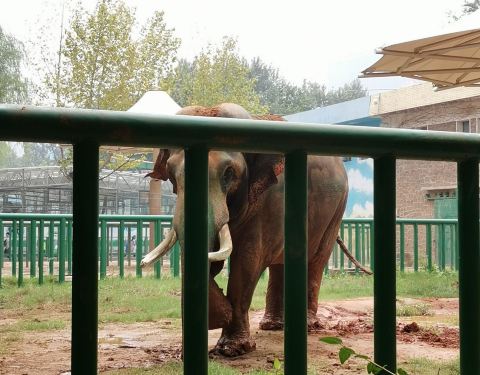 鄭州動物園門票價格詳解，多少錢一個人？，鄭州動物園門票價格全解析，一人需要多少錢？