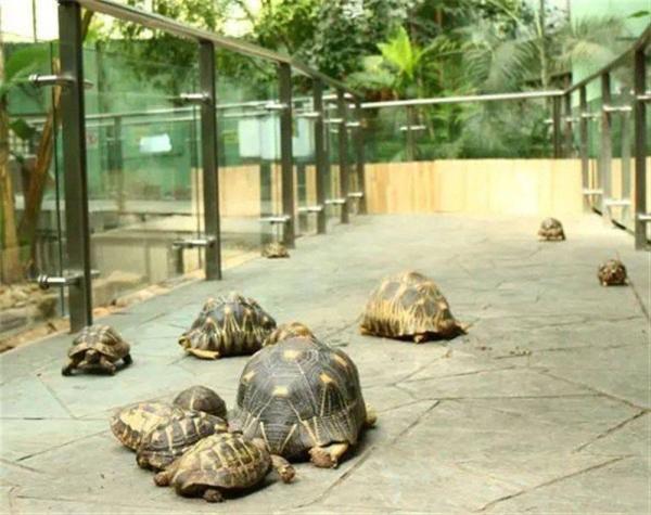 上海動(dòng)物園