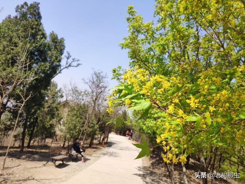 北京百望山森林公園