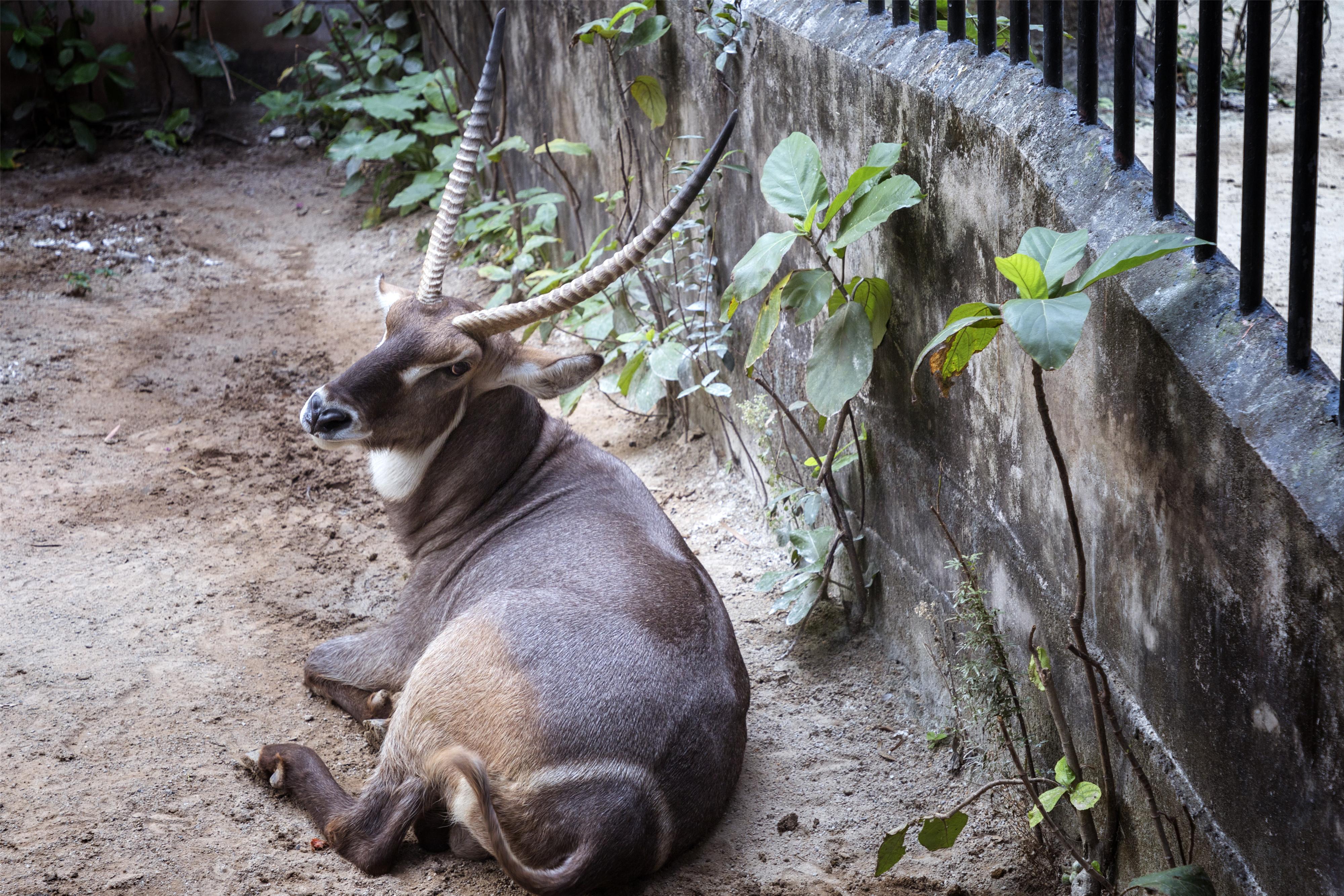 廣州野生動物園門票，探索自然奧秘的入場券，廣州野生動物園門票，探索自然奧秘的通行證