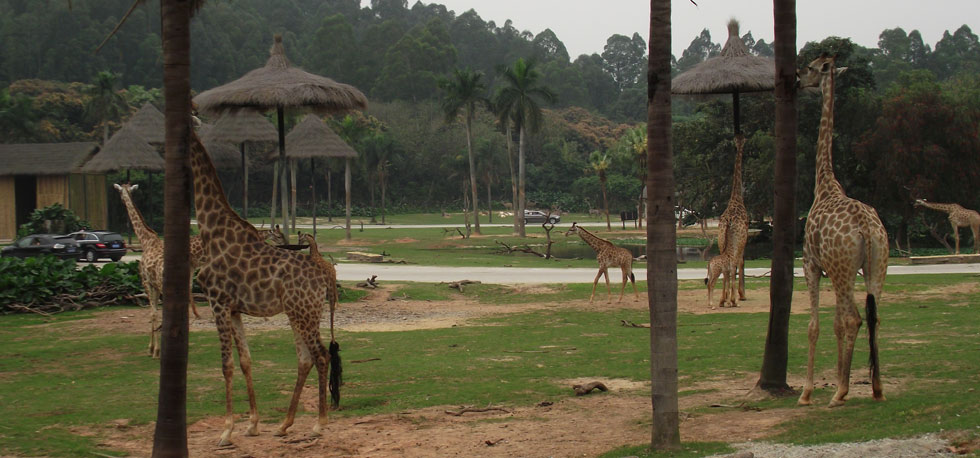 廣州動物園與長隆動物園對比