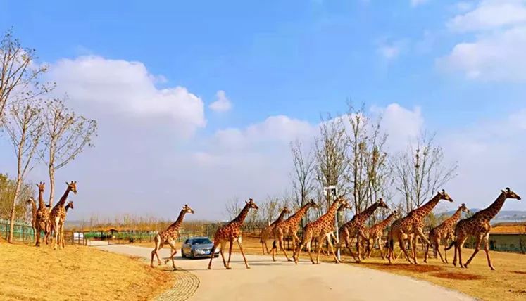 金牛湖野生動物園門票攻略，探索自然，盡享野趣，金牛湖野生動物園門票攻略，探索自然野趣之旅