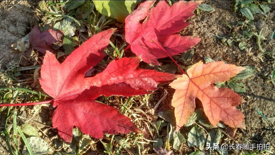 長(zhǎng)春紅葉谷一日游