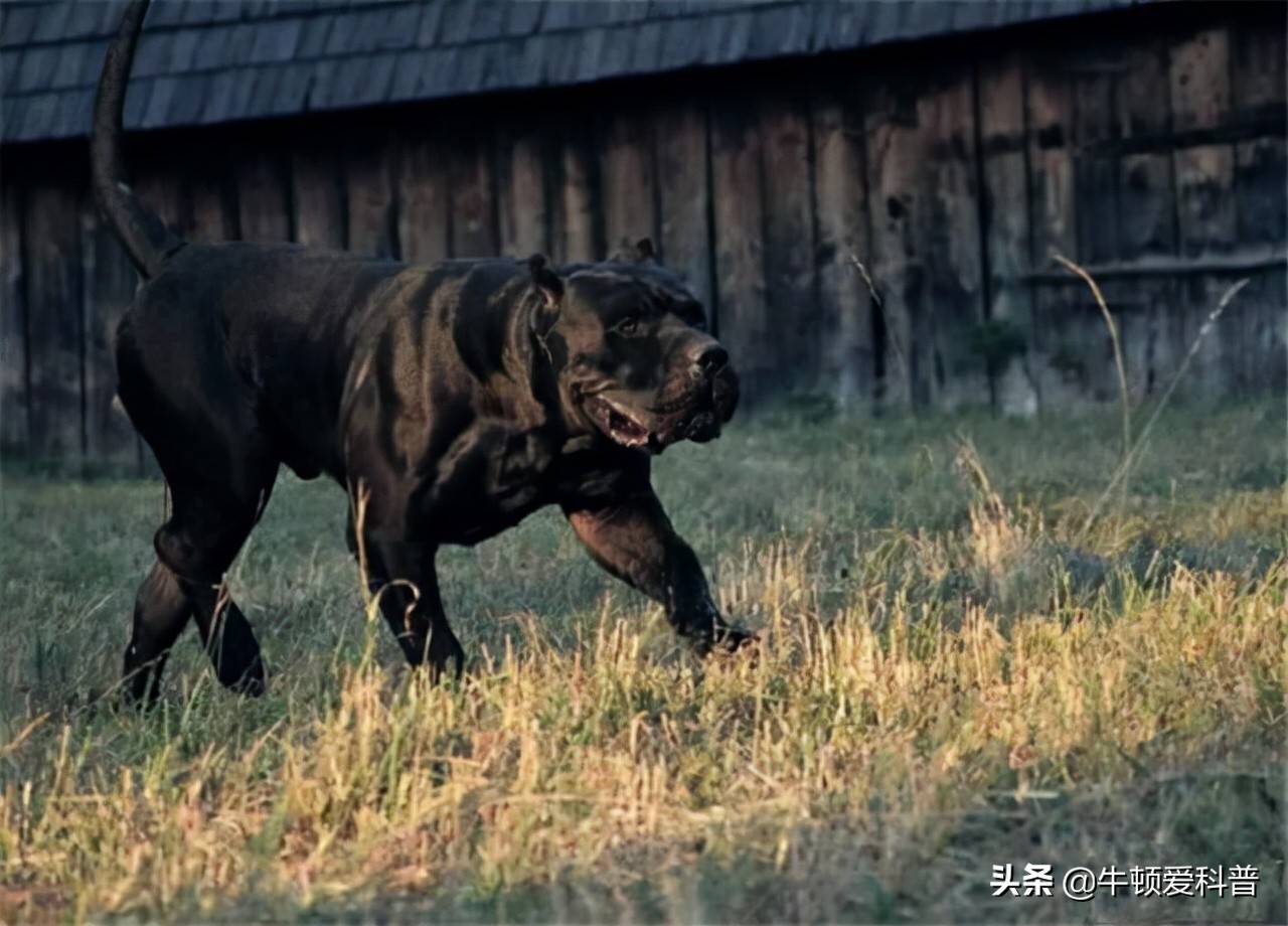 全球頂級護衛(wèi)犬種