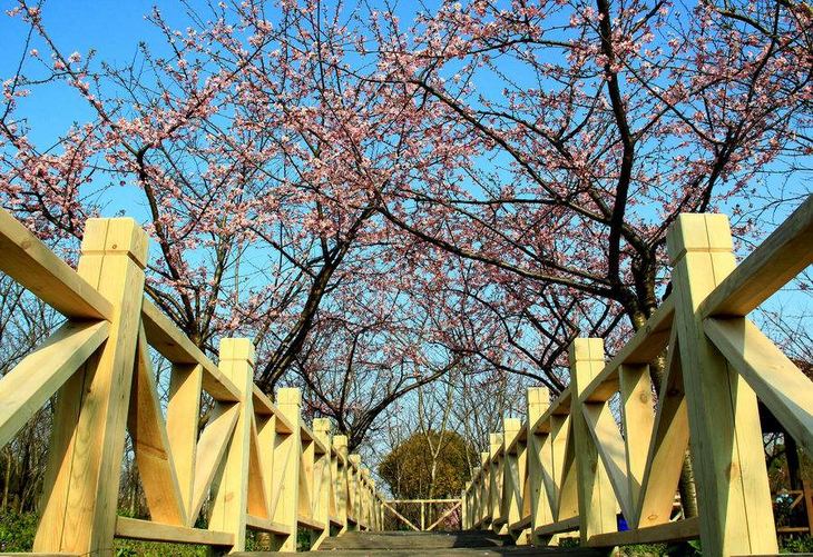 顧村公園門票價(jià)格